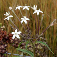 Shrubby madder with very long tubular white flowers in Kenya, photo © Michael Plagens