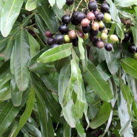 Fern-leaf, Filicium decipiens, in Kenya, photo © Michael Plagens