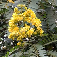 flowers of Senna spectabilis, photo © Michael Plagens