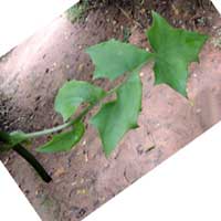 vine or climbing shrub, Kenya, photo © Michael Plagens