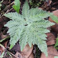 A fern, Doryopteris concolor, photo © Michael Plagens