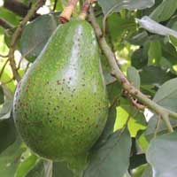 cultivated avocado, Persea americana, photo © Michael Plagens