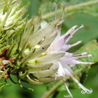 Vernonia sp. photo © Michael Plagens