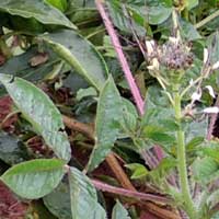 Chinsaga leafy pot herb photo © Wikimedia Contributer Haplochromis