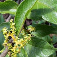 Vanguera madagascariensis of Kenya, photo © Michael Plagens