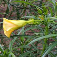 Yellow Oleander, Thevetia peruviana, photo © Michael Plagens