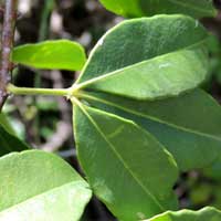 climbing orange, Toddalia aculeata, photo © Michael Plagens