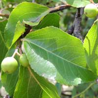 thorn pear, Scolopia zeyheri, photo © Michael Plagens