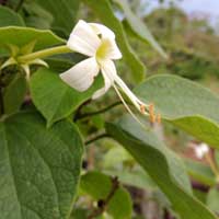 flower detail of a Clarodendron photo © Michael Plagens