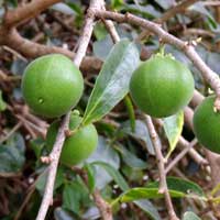 Kei Apple, thorny shrub with fruit, Dovyalis caffra, photo © Michael Plagens