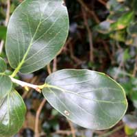 leaf of Kei Apple, Dovyalis caffra, photo © Michael Plagens