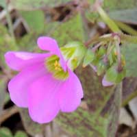 a wood sorrel, Oxalis latifolia, photo © Michael Plagens