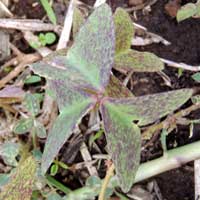 leaf of wood sorrel, Oxalis latifolia, photo © Michael Plagens