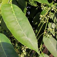 leaflet and flowers of Toona ciliata photo © Michael Plagens