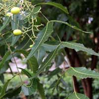 Neem Tree, Azadirachta indica, photo © Michael Plagens