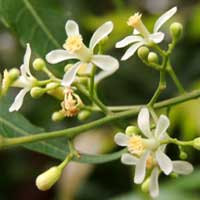 flowers 0f Neem, Azadirachta indica, photo © Michael Plagens