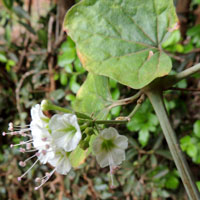 Wort Club vine, Commicarpus plumbagineus at Moshi, Tanzania, photo © Michael Plagens