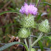 Ironweed, Vernonia galamensis, photo © Michael Plagens