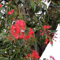 non-native red-flower gum (Eucalyptus)from Australian photo © Michael Plagens