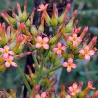 Kalanchoe sp. prob. densiflora from near Eldoret © by Michael Plagens