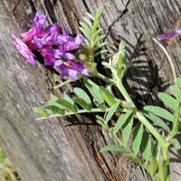 Vicia species photo © Michael Plagens