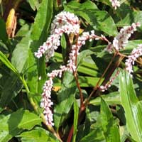 Knotweed, Persicaria lapathifolia ?, photo © Michael Plagens