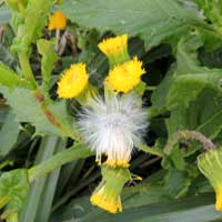 Senecio sp from Eldoret, Kenya, photo © Michael Plagens