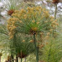 Cyperus papyrus, photo © Michael Plagens