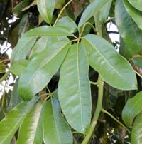 Umbrella Tree, Schefflera abyssinica, Kenya, photo © Michael Plagens