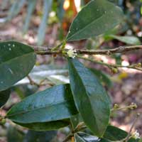 an endangered tree species, Croton alienus, photo © Michael Plagens