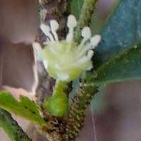 flower of Croton alienus