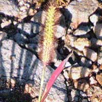 Bristle Grass, Setaria sp., in Kenya, photo © Michael Plagens