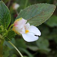 Mostly white Impatiens marked with pink, photo © Michael Plagens