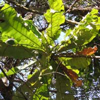 a very large leaf forest plant, Anthocleista vogelii, from East Africa, photo © Michael Plagens