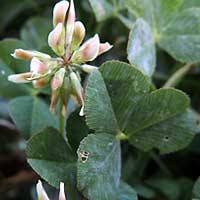 Trifolium africanum ?, photo © Michael Plagens