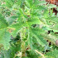a robust stinging nettle from Asia, Girardinia diversifolia, photo © Michael Plagens