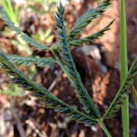 Species of crabgrass, Digitaria, in Kenya, photo © Michael Plagens