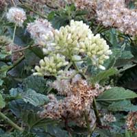 a white-flowered Vernonia-like Asteraceae, photo © Michael Plagens