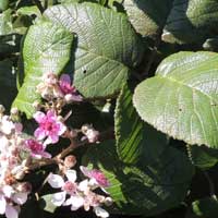 Rubus steudneri, Rosaceae, photo © Michael Plagens