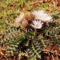 Rosette Thistle, Carduus chamaecephalus, Kenya, photo © Michael Plagens