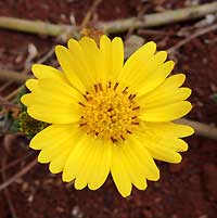 Low-growing composite with yellow flowers, Nairobi, Kenya, photo © Michael Plagens