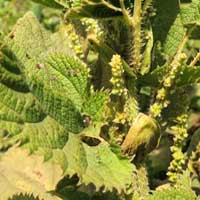 Massai Stinging Nettle, Urtica massaica, photo © Michael Plagens