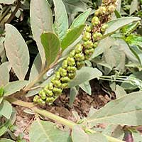 Pokeweed in Nairobi photo © Michael Plagens