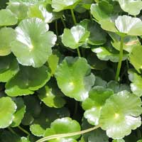 Water Pennywort, Hydrocotyl ranunculoides, Kenya, photo © Michael Plagens