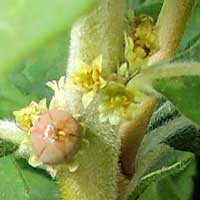 flower of Croton alienus