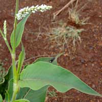 Knotweed, Persicaria senegalensis?, photo © Michael Plagens