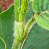 Close-up of stem and leaf base. Knotweed, Persicaria senegalensis?, photo © Michael Plagens