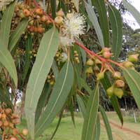 Eucalyptus paniculata photo © Michael Plagens