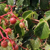 Cyphostemma grape from Kenya, photo © Michael Plagens