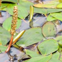 Pond Weed, Potamogeton, photo © Michael Plagens